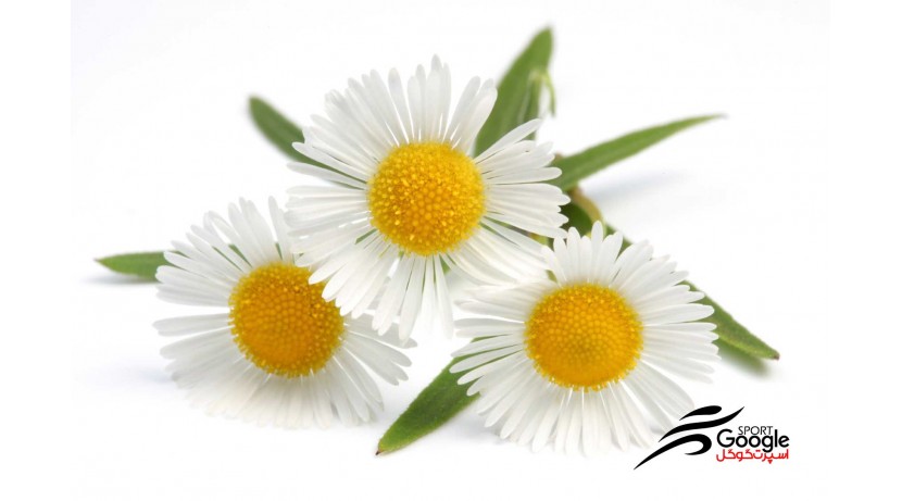 خواص بابونه تردمیل